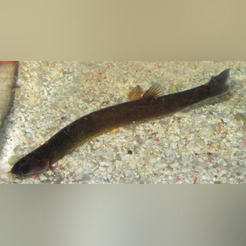 Black Kuhli Loach