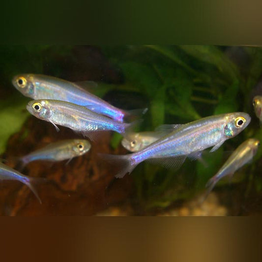 Blue Brazil Tetra