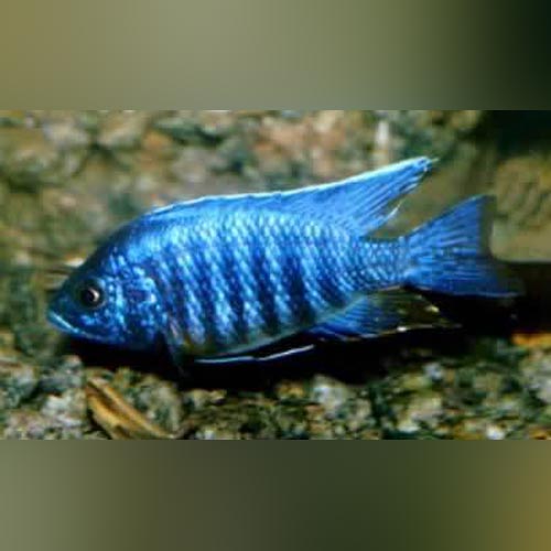 Blue Peacock Cichlid (Medium)