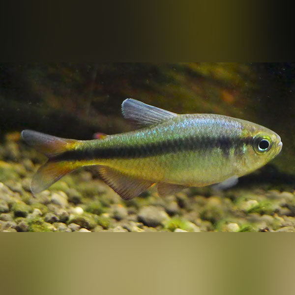 Blue Ribbon Tetra