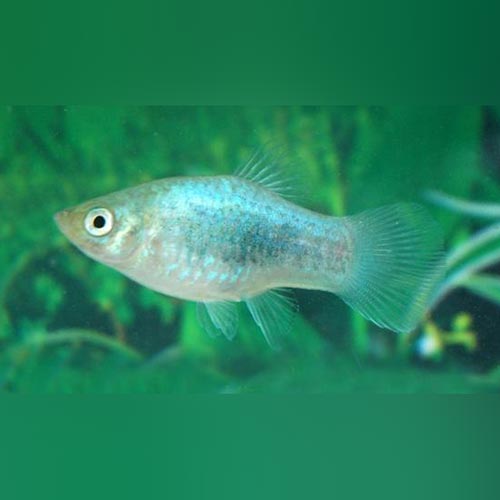 Blue Tuxedo  Platy