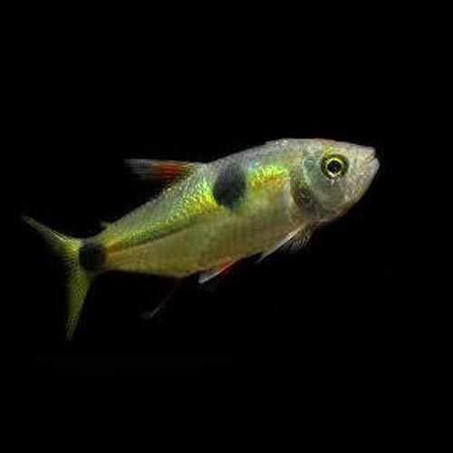 Bucktooth Tetra