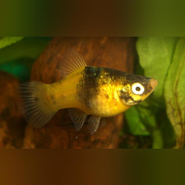 Bumblebee Platy