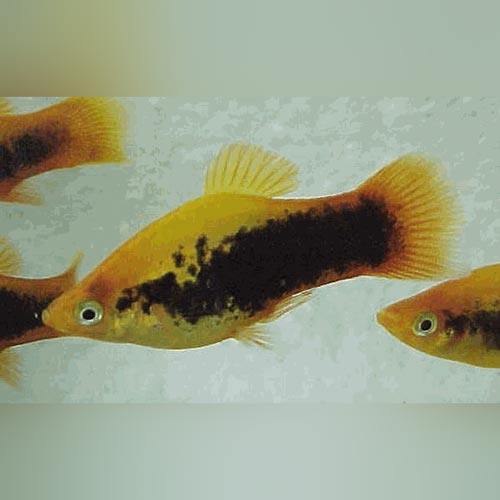 Calico Platy