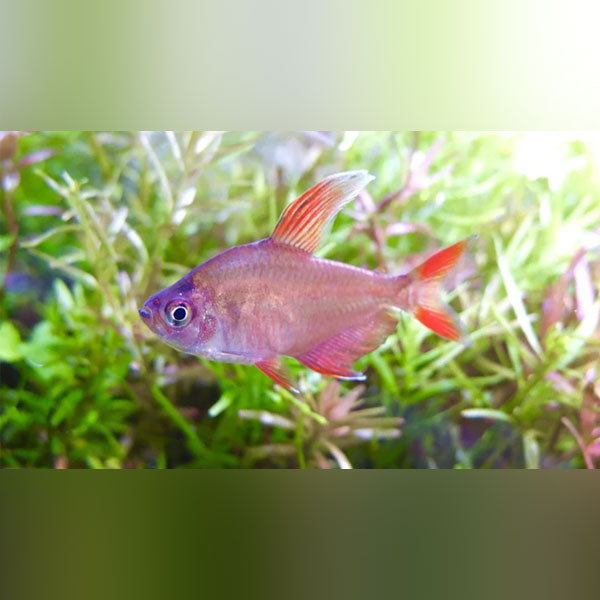 Candy Cane Tetra