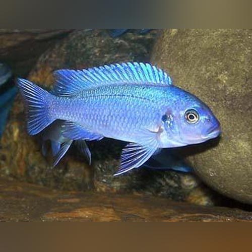 Cobalt Blue Cichlid (Medium)
