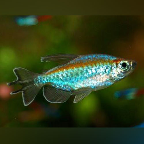 Congo Tetra