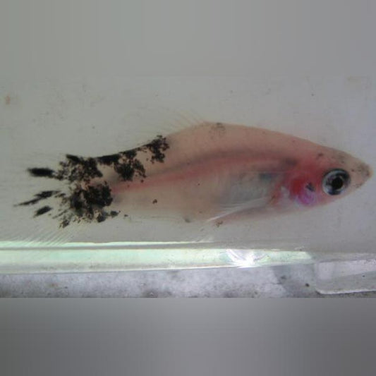 Dalmatian Platy