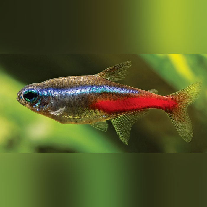 Diamond Head Neon Tetra