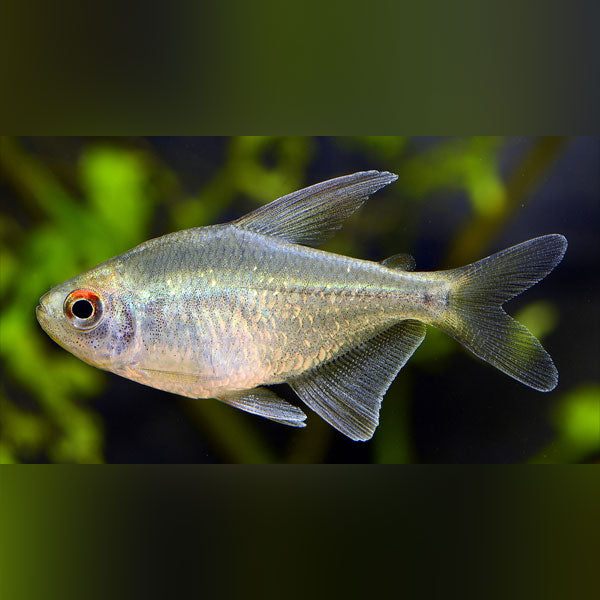 Diamond Tetra