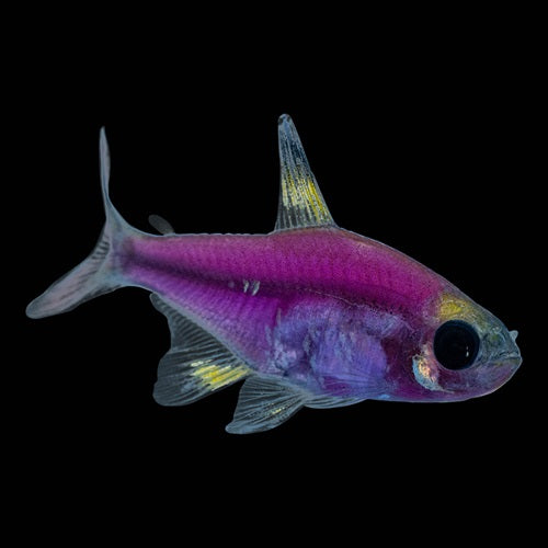 Galactic Purple Pristella GloFish Tetra