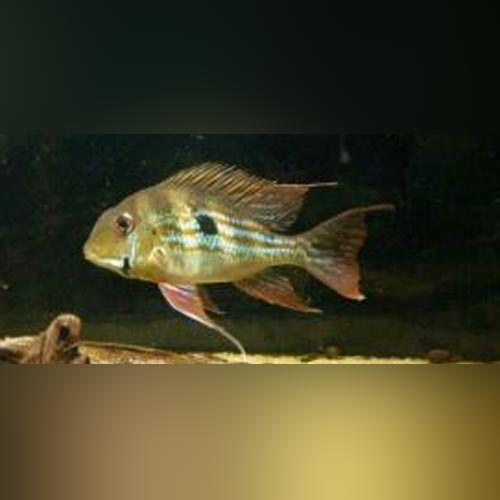 Geophagus Winemilleri