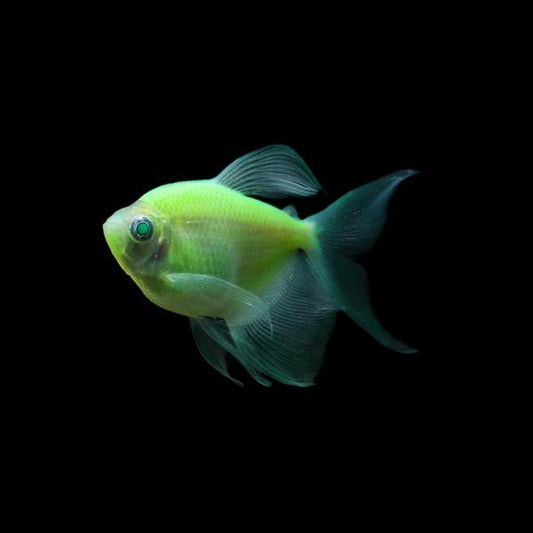 Electric Green Long Fin GloFish Tetra