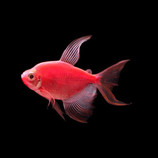 Starfire Red Long Fin GloFish Tetra