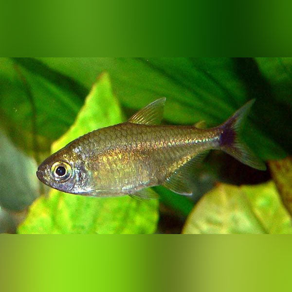 Gold Tetra