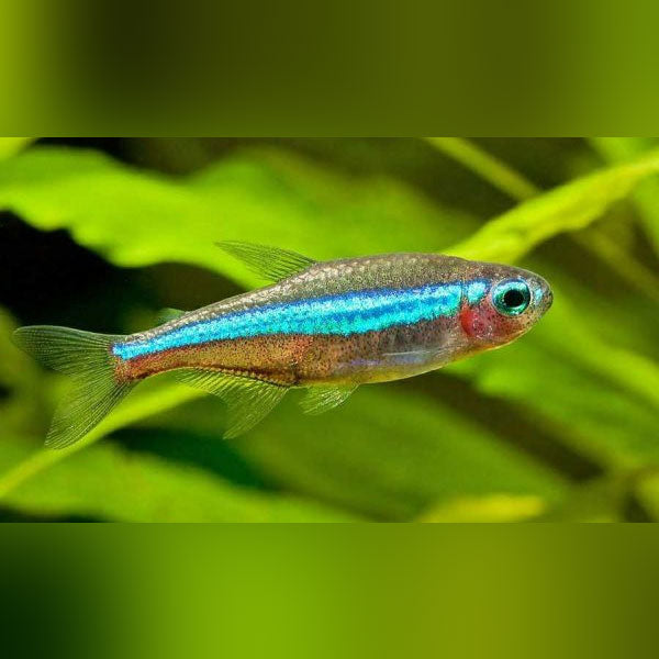 Green Neon Tetra