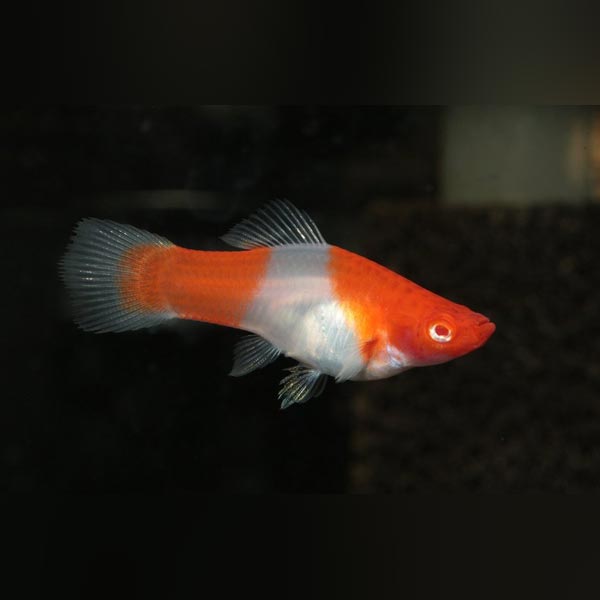 Koi Kohaku Swordtail