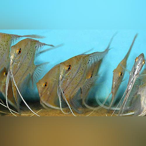 Leopoldi Angelfish