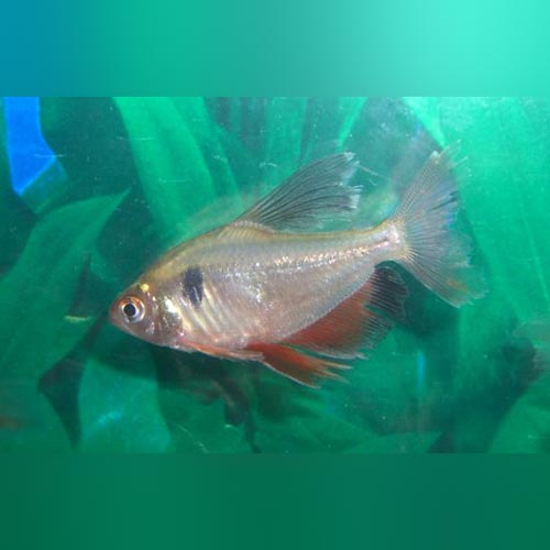 Long Fin Serpae Tetra