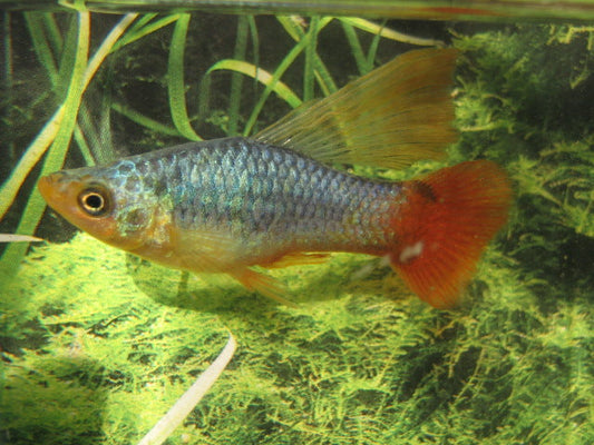 Coral Blue Sailfin Variatus