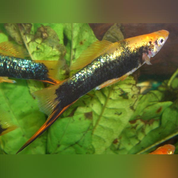 Painted Marigold Swordtail