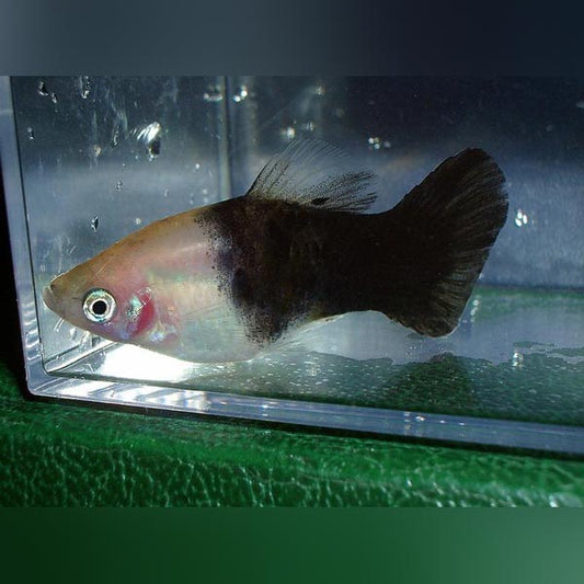 Panda Platy