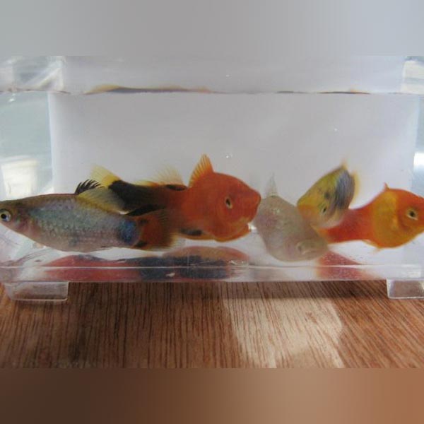 Assorted Platys