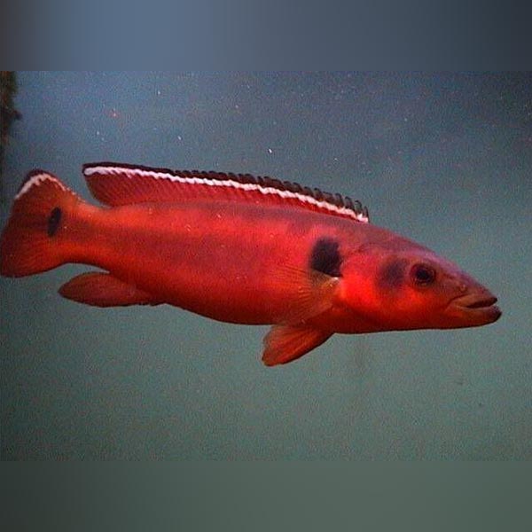 Red Atabapo Pike Cichlid