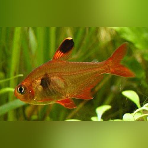 Red Phantom Tetra