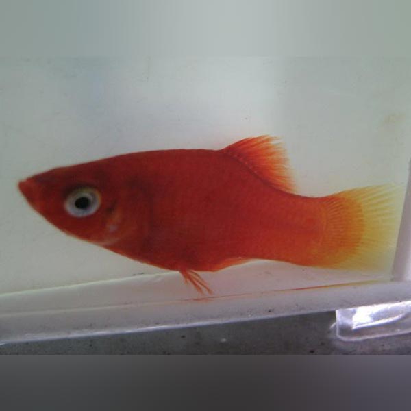 Red Platy