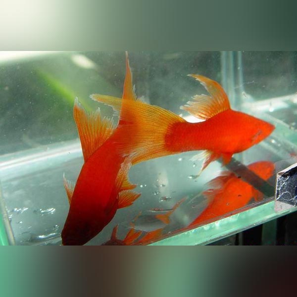 Red Red-eye Lyretail Swordtail