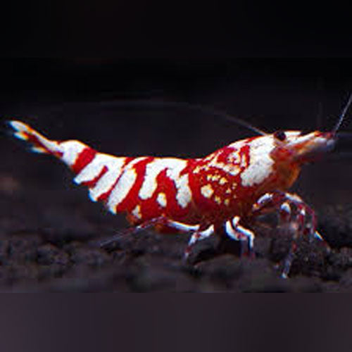 Red Tiger Shrimp - Grade S