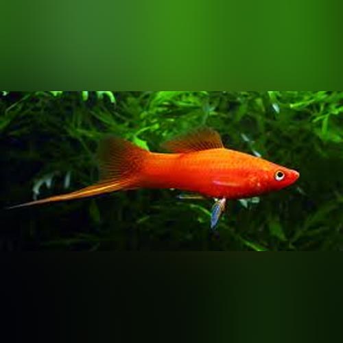 Red Velvet Swordtail