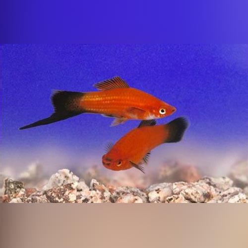 Red Velvet Wag Swordtail