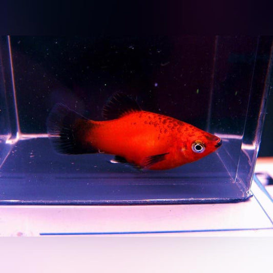 Red Wag Platy