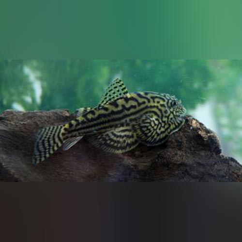 Reticulated Hillstream Loach