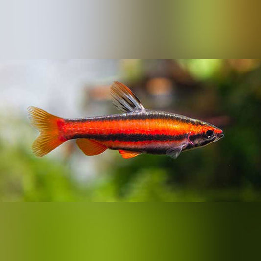 Ruby Red Pencilfish