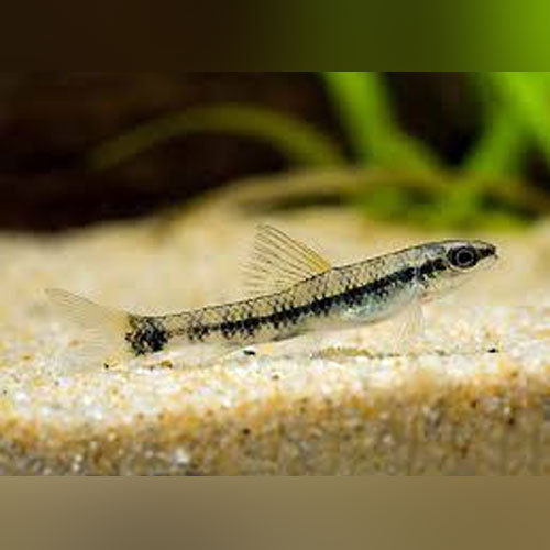 Darter Goby Tetra