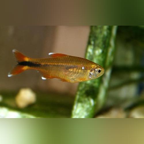 Silver Tip Tetra