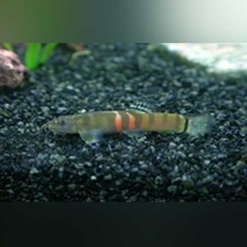 Sumo Loach