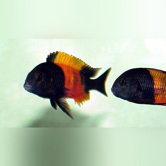 Red Banded Tropheus Moorii