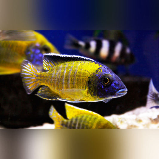 Flavescent Peacock Cichlid