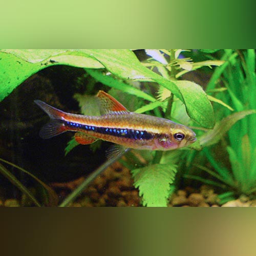 Black Darter Tetra