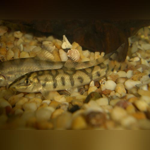 Yo Yo Loach