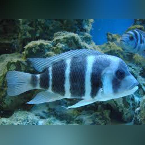 Frontosa Blue Zaire (Small)