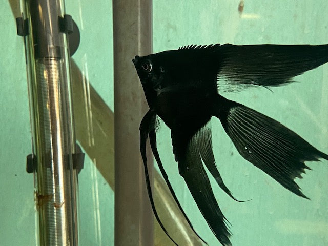 Pinoy Paraiba Angelfish