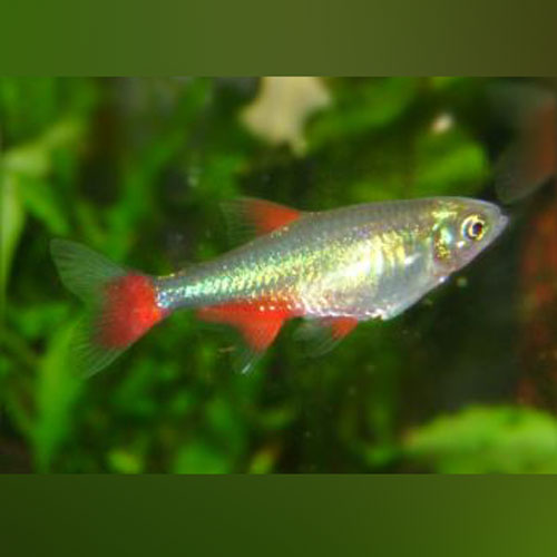 Bloodfin Tetra