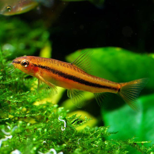 Rosy Loach