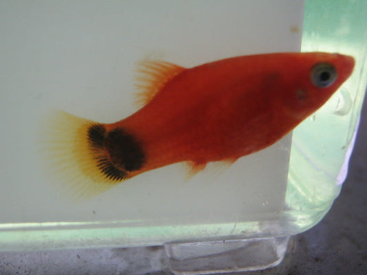 Red Mickey Mouse Platy