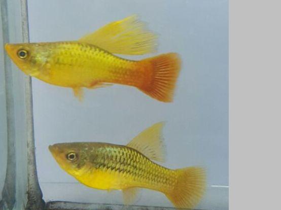 Sunset Variatus Platy